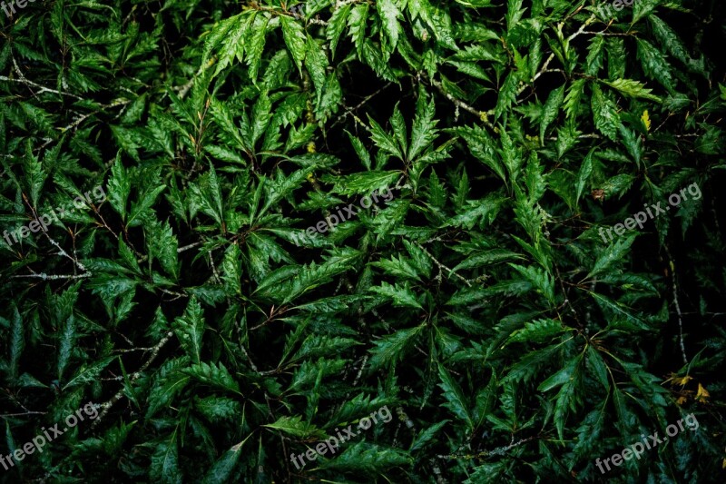 Texture Pattern Background Green Leaves