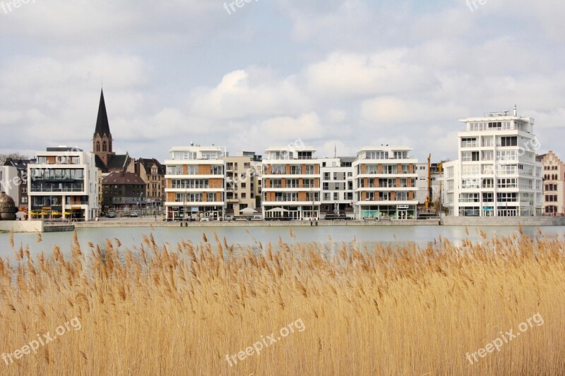 Lake Plant Water Reed Bank