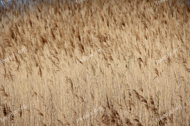 Lake Plant Water Reed Bank