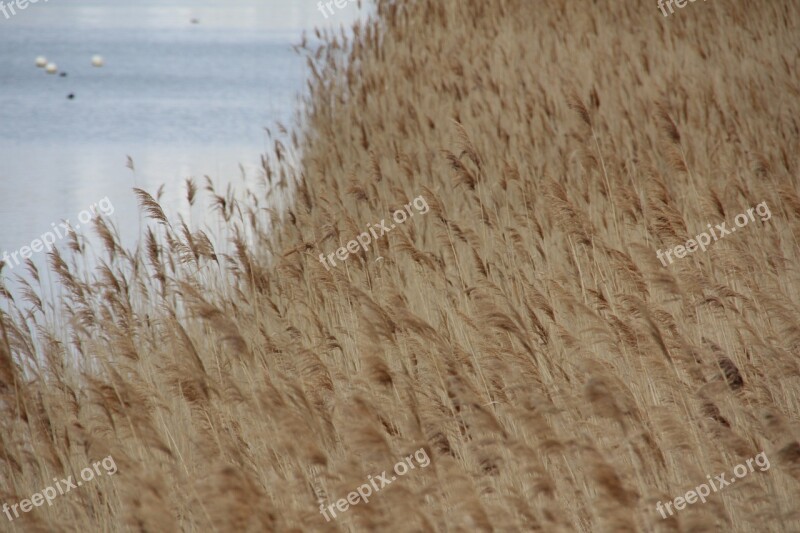 Lake Plant Water Reed Bank