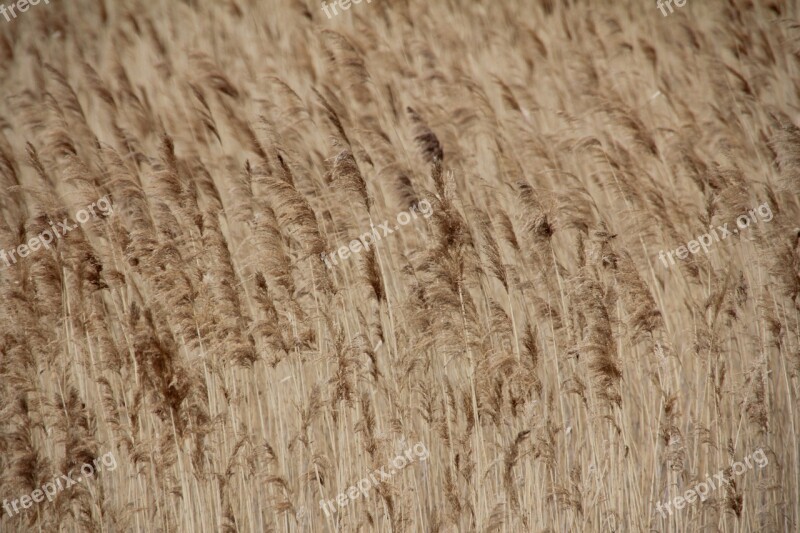 Lake Plant Water Reed Bank