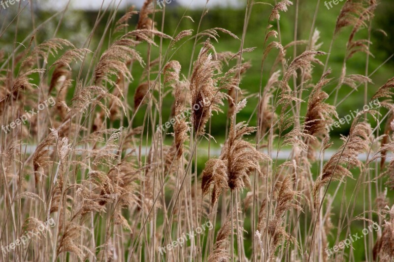 Lake Plant Water Reed Bank