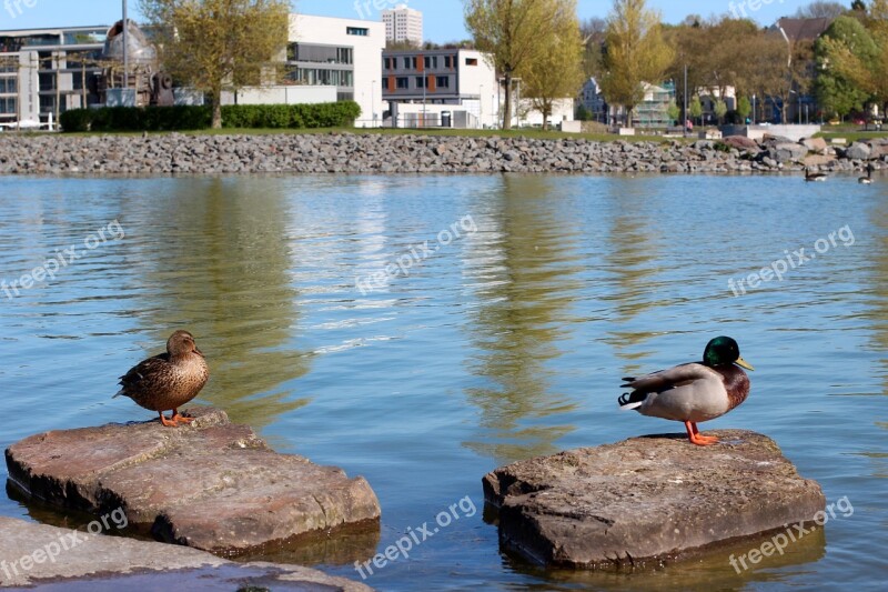 Duck Pair Mallards Water Plumage