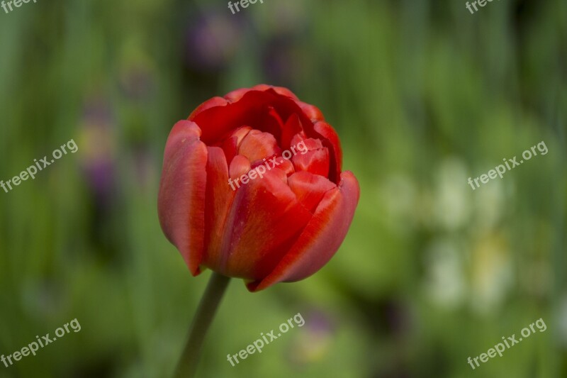 Tulip Blossom Bloom Flower Spring