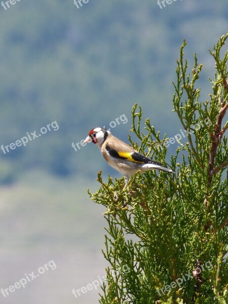 Goldfinch Singing Trill Cypress Cadernera