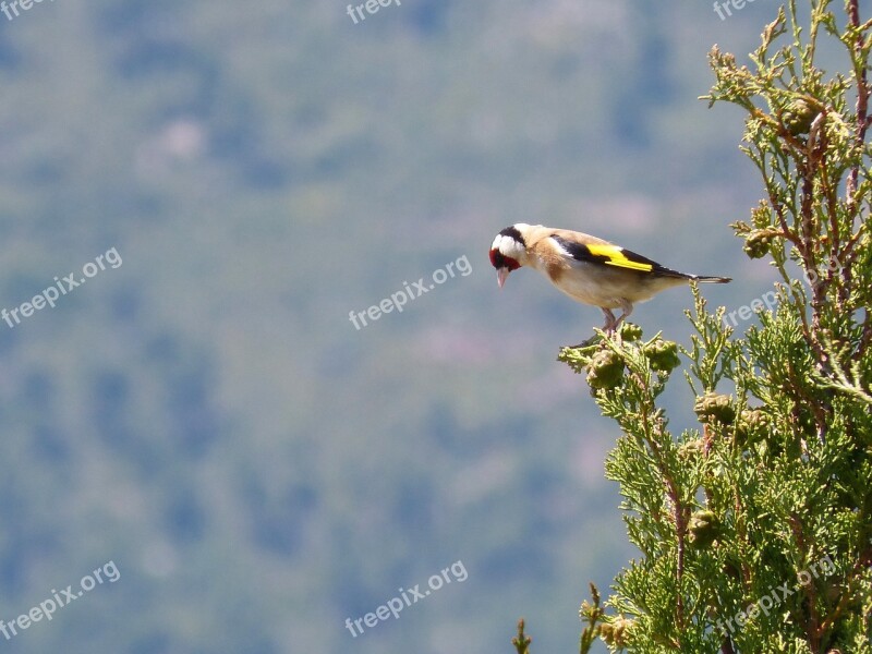 Goldfinch Singing Trill Cypress Cadernera