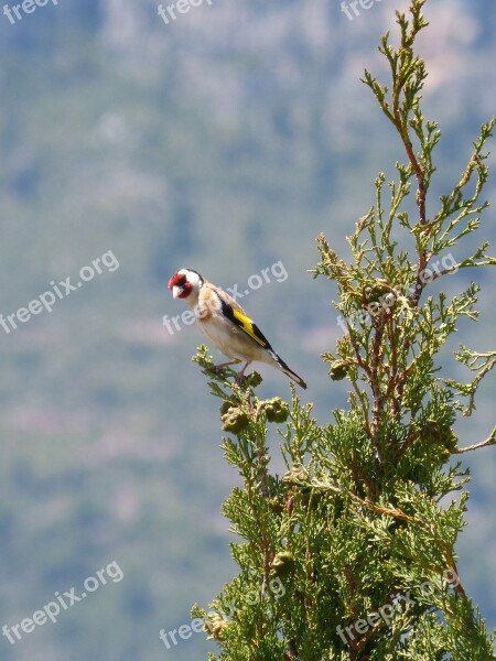 Goldfinch Singing Trill Cypress Cadernera