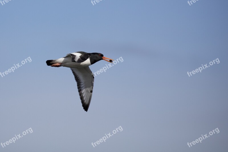 Oyster Catcher Bird Wildlife Ornithology Beak