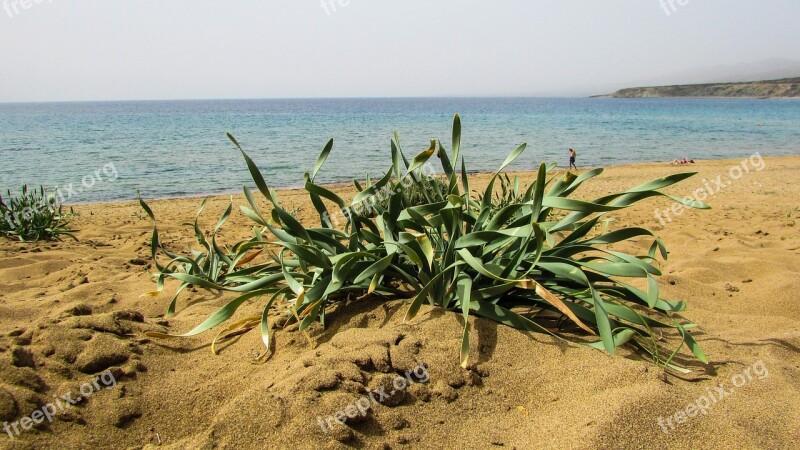 Cyprus Akamas National Park Plant Ammophilous