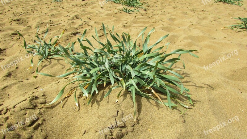 Cyprus Akamas National Park Plant Ammophilous