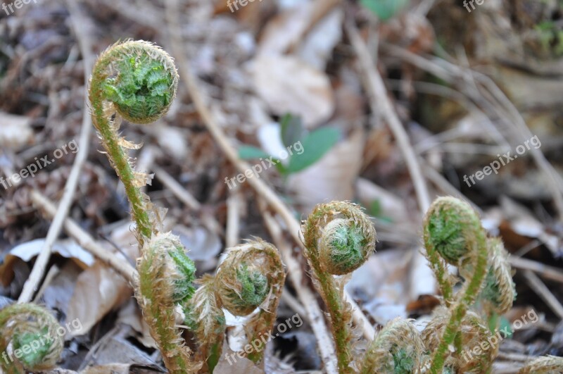 Undergrowth Ferns Nature Free Photos