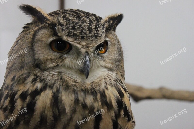 Kobe Kachoen Bird Owl Free Photos