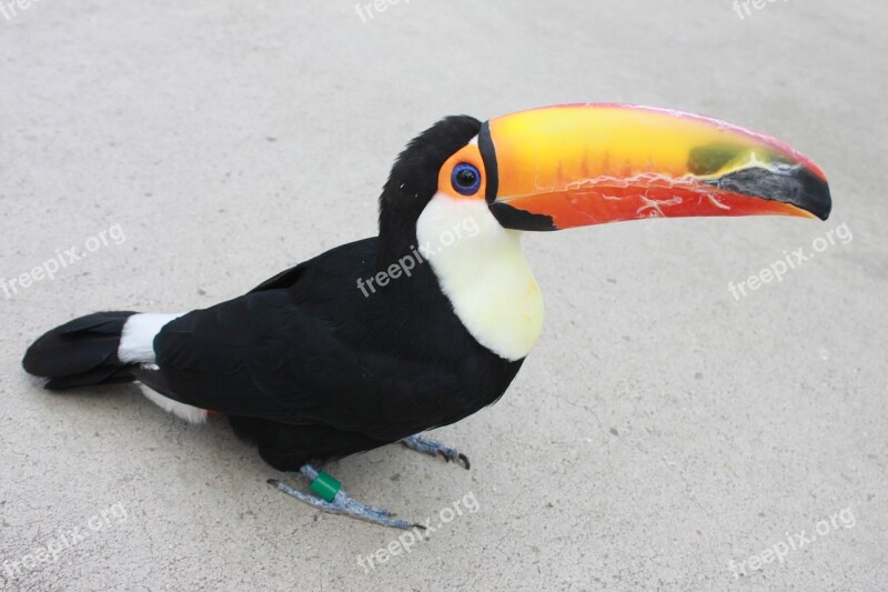 Kobe Kachoen Bird Toucan Free Photos