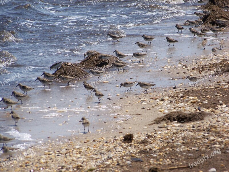 Sea Birds Beach Sea Nature Ocean