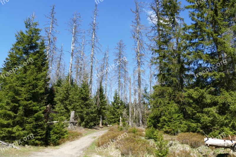 Waldsterben Nature Trees Oberharz Or Pond Environmental Protection