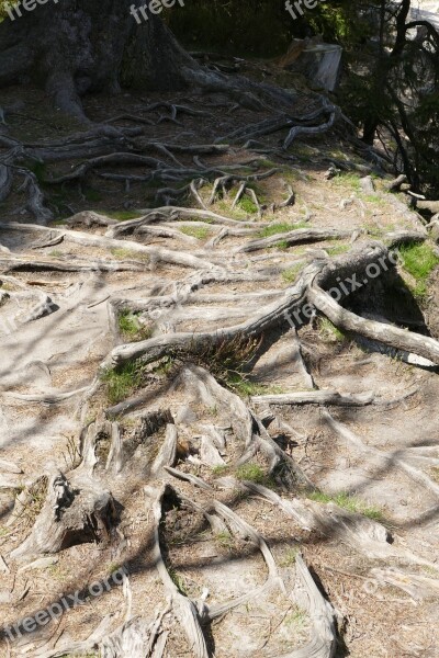 Tree Root Nature Wood Earth Ground