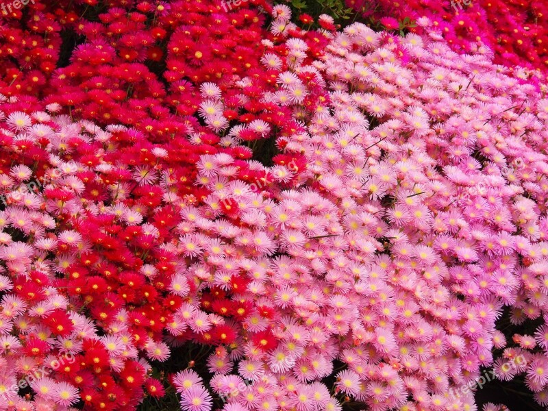 Matsubagiku Flowers Red Pink Red Purple