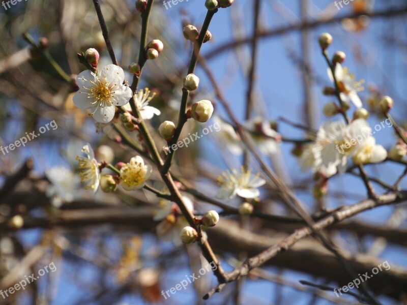 Flowers Plum Spring White Huang