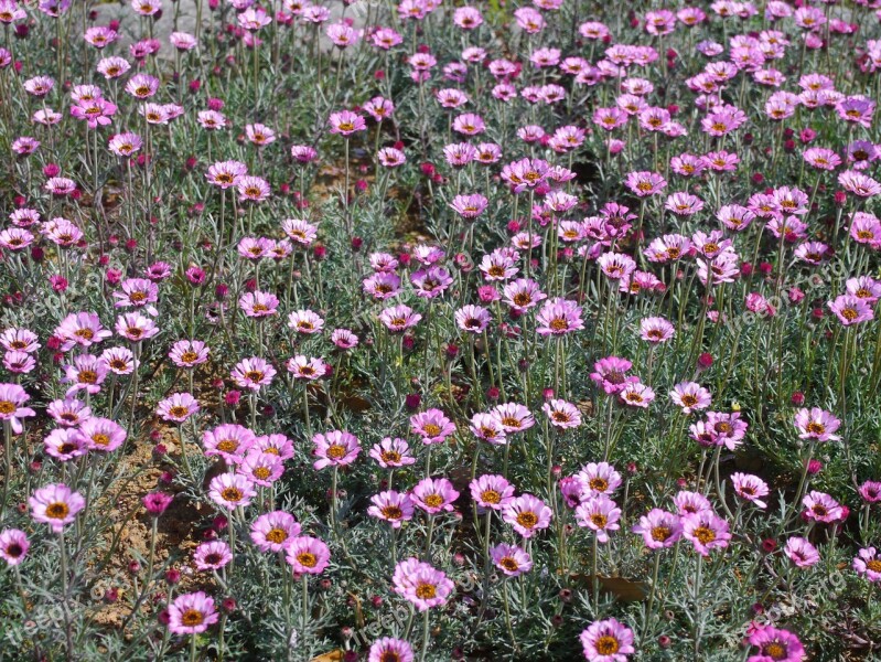 Flowers Pink Set Lot Green