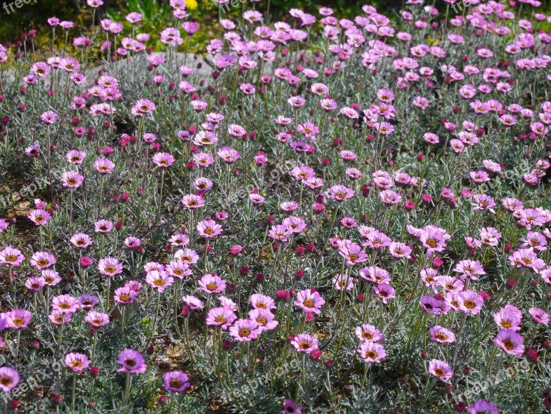 Flowers Pink Set Lot Green