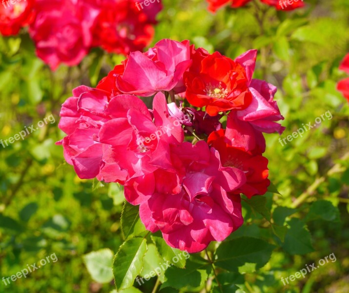 Verny Park Rose Large Flower Red Orange