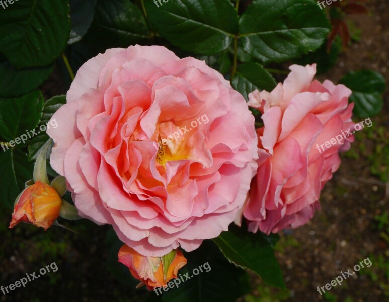 Verny Park Rose Large Flower Orange Salmon Pink