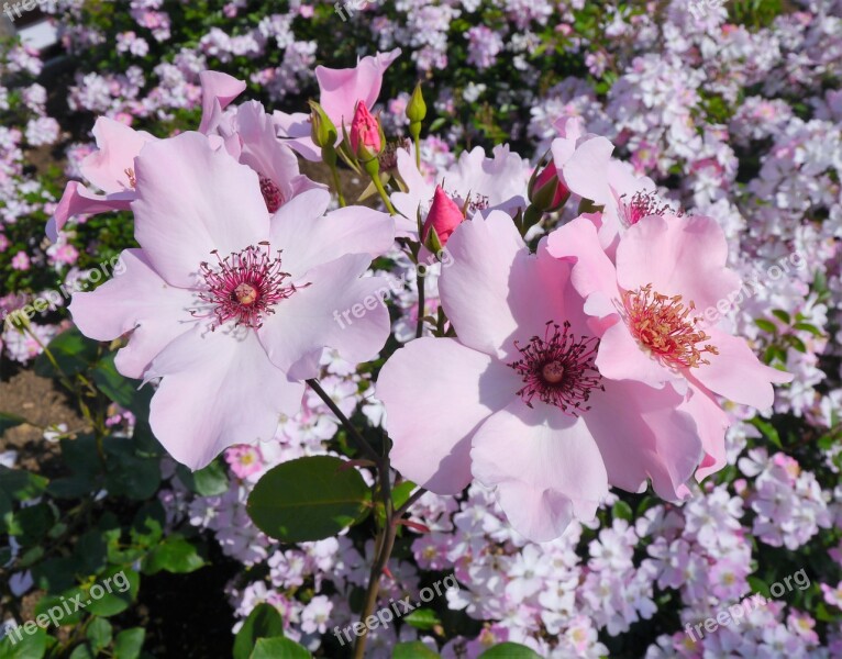 Verny Park Rose Pink Red Detailed