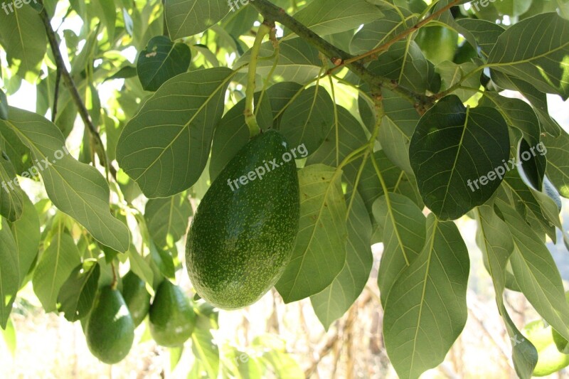 Avocado Tree Branch Growing Leaf