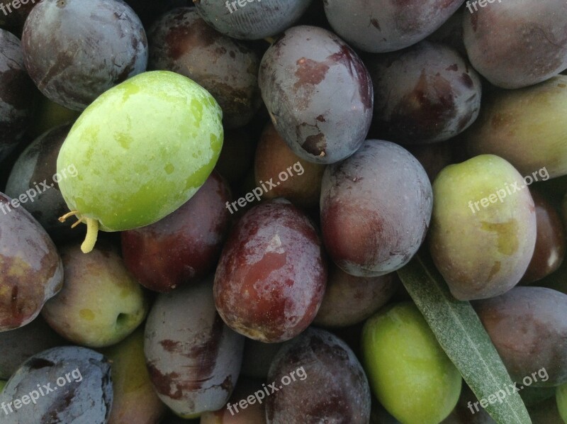 Olives Fresh Vegetables Free Photos