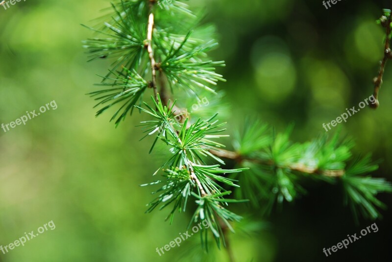 Larch Needles Close Up European Larch Free Photos