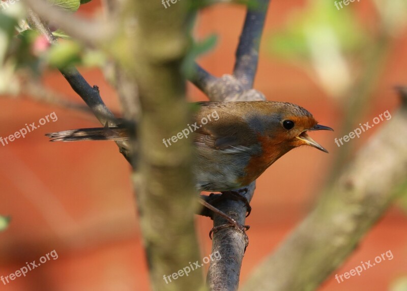 Robin Tree Bird Free Photos