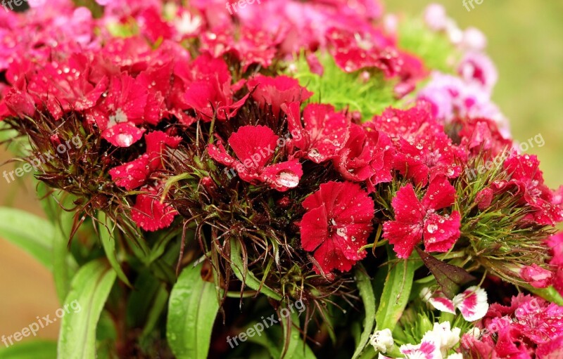 Sweet William Flower Bloom Pink Red