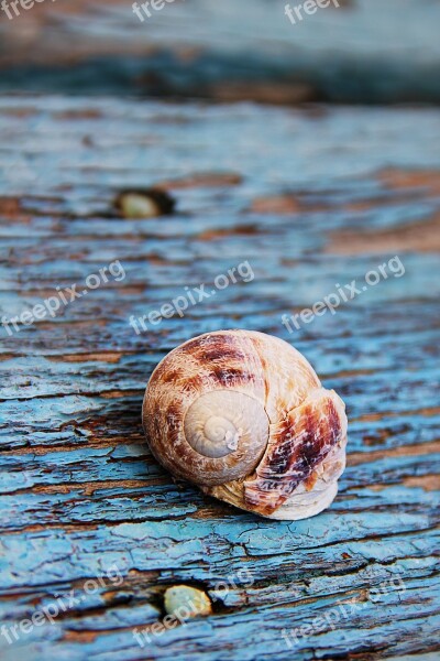 Snail Shell Wood Casing Decoration