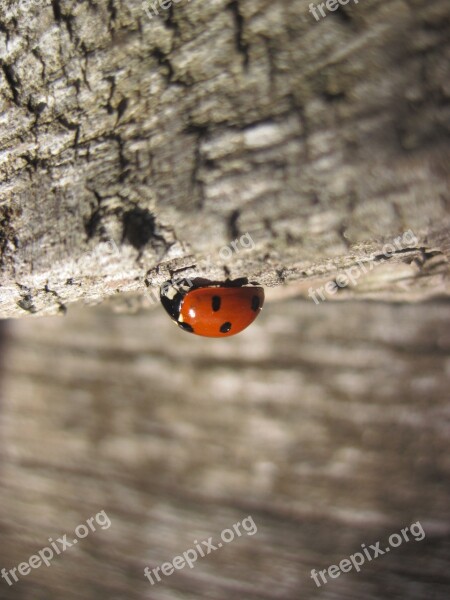 Ladybug Wood Red Points Lucky Charm