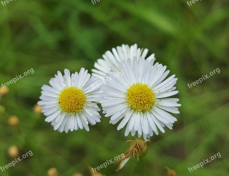 Fleabane Flowers Wildflowers Spring Petals