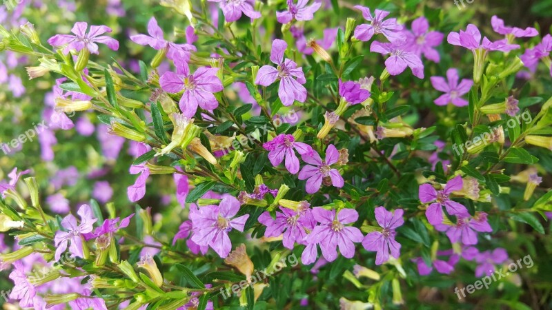 False Heather Mexican Heather Hawaiian Heather Elfin Herb Flowers