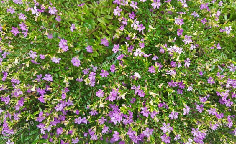 False Heather Mexican Heather Hawaiian Heather Elfin Herb Flowers