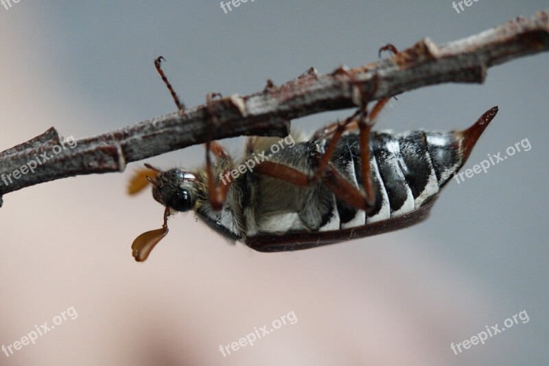 Maikäfer May Beetle Insect Spring