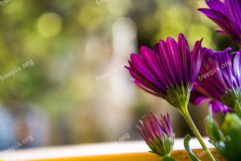 Flower Bloom Flowers Purple In The Spring Of