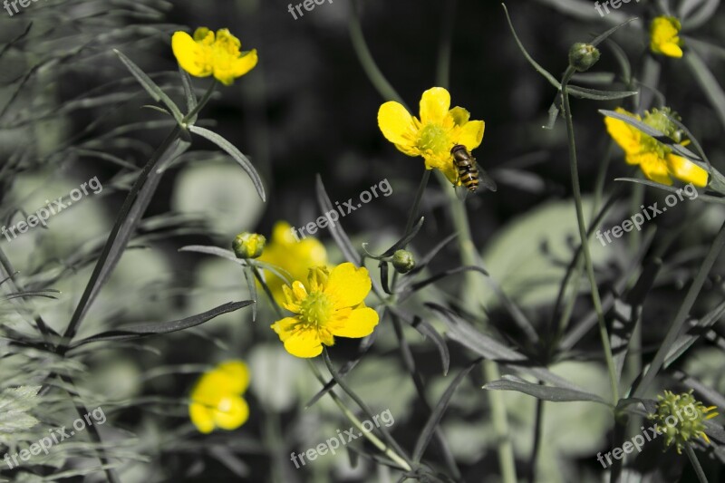 Yellow Flower Flowers Fly Bee