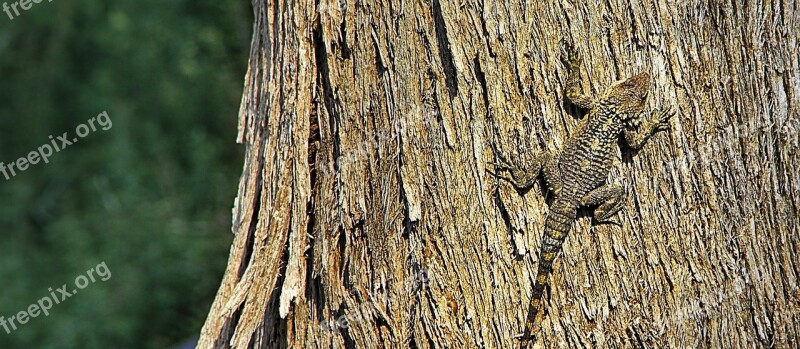 Lizard Camouflage Bark Climb Tree Hunting