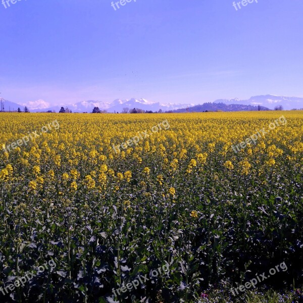 Rapeseed Mont Blanc Sky Blue Mountain