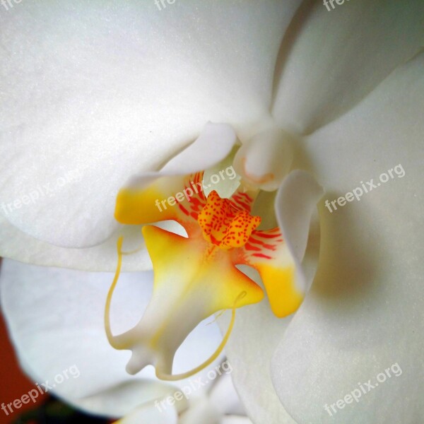 Flower Orchid White Nature Petal