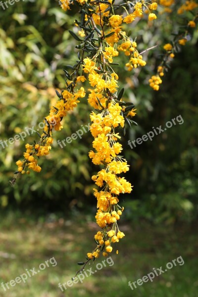 Berberis Shrub Flowers Garden Spring