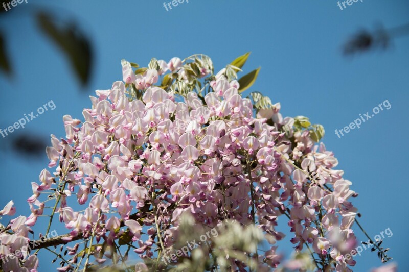 Glycine Plant Climbing Nature Creeper