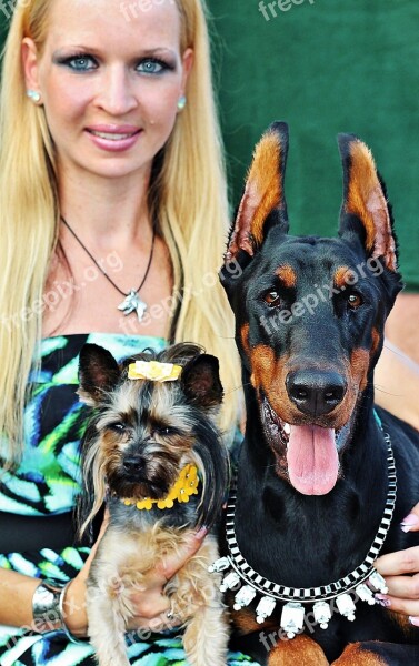 Blonde Woman Yorkie Doberman Love Free Photos