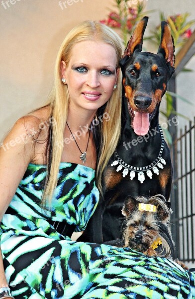 Blonde Woman Yorkie Doberman Love Free Photos