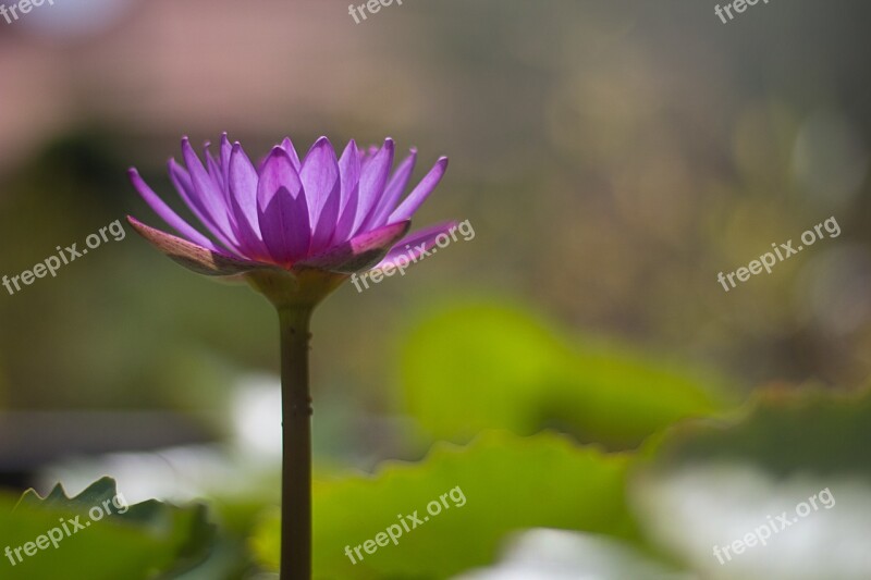 Flowers Wood Catharanthus Roseus Nature Yellow