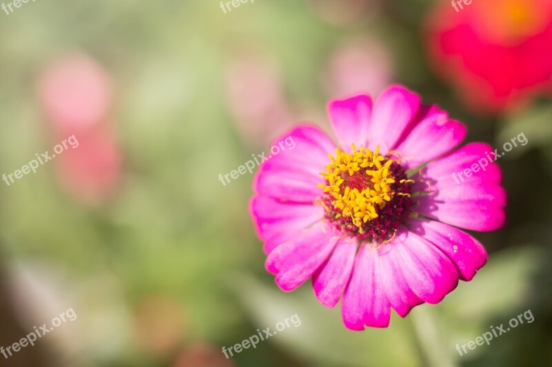 Flowers Wood Catharanthus Roseus Nature Yellow