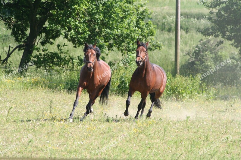 Horses Trotters Gallop Free Photos